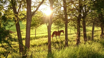 在白天棕色马在绿色草地
